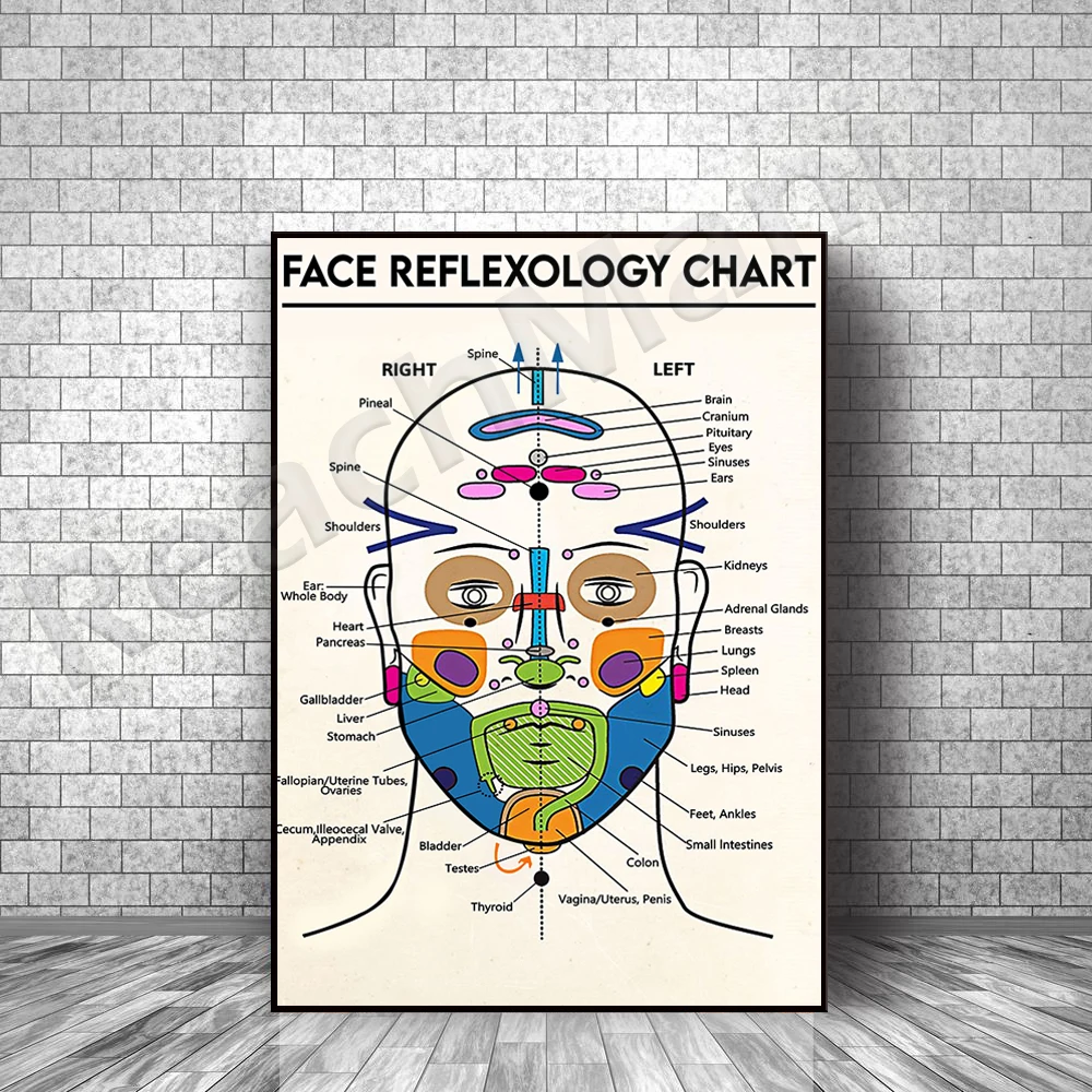 Facial reflexology chart, detailed diagram of facial anatomy art print canvas poster, medical clinic education wall decoration