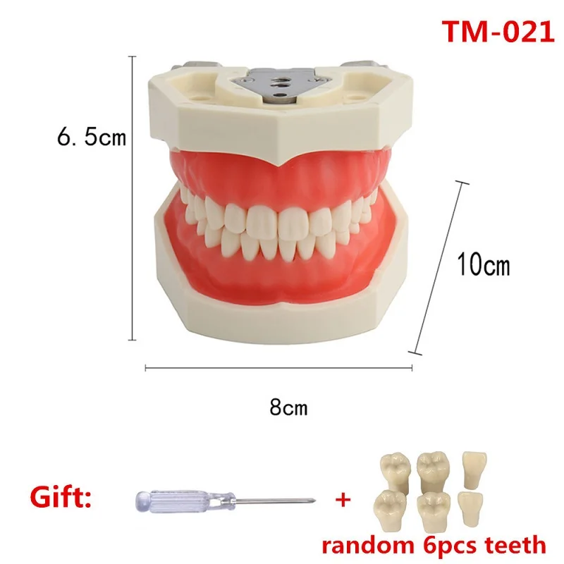 N*K様 NISSIN DENTAL MODEL 歯科教育用 交換用パーツ｜株式会社ニッシン｜歯科模型・歯科材料のトップメーカー
