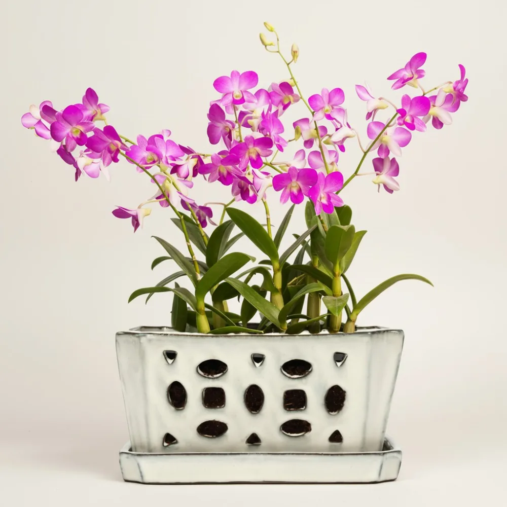 

9,5-дюймовый керамический горшок для орхидей с отверстиями и блюдцами, набор садовых лопаток и перчаток для распутывания растений, домашний декор