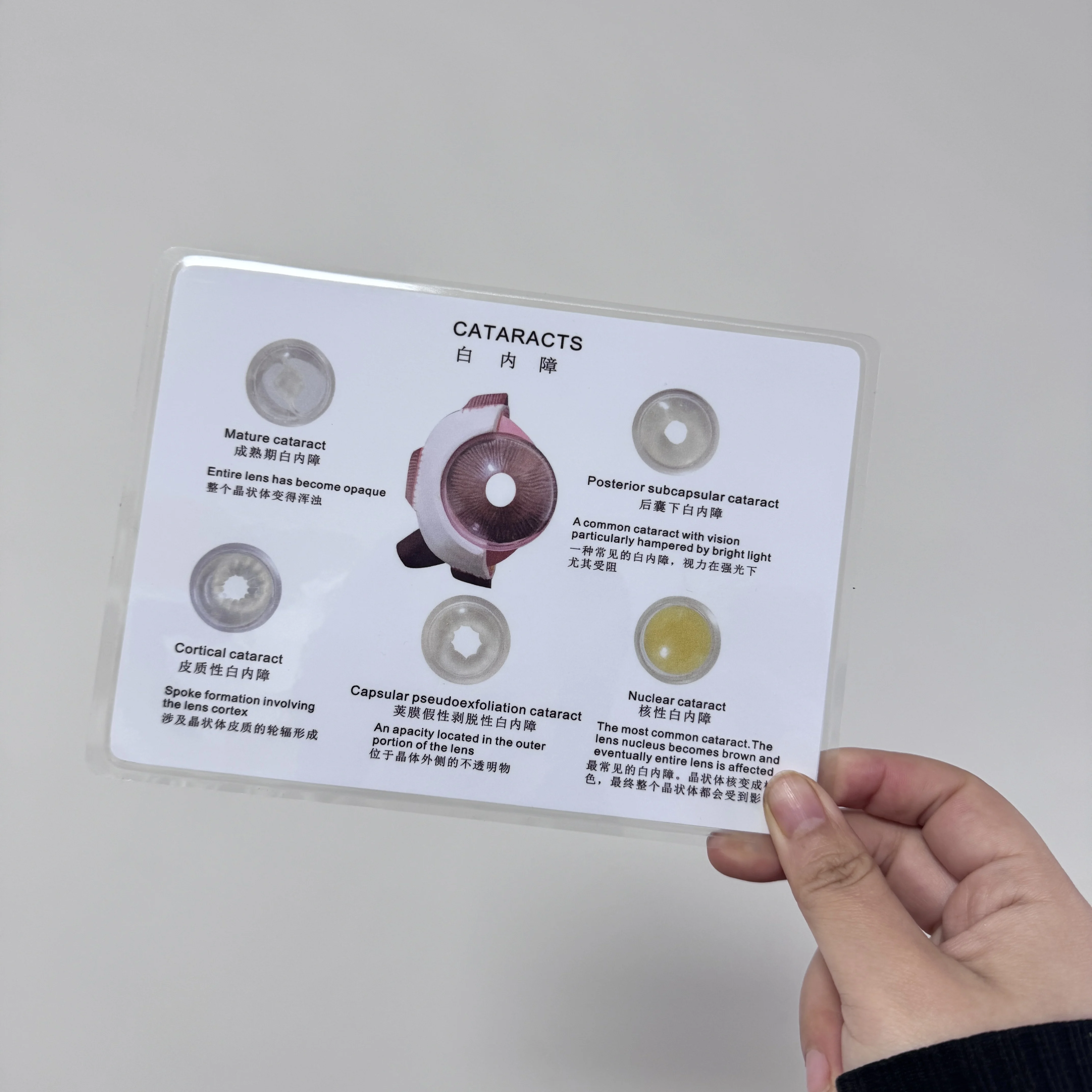 医療教育モデル,PVC,アイキャタクトの解剖学,人体科学