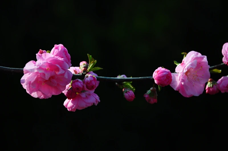 

4Pcs RC Truck Wheel Tires 12mm/14mm Hex Rc Truck Tires for 1/10 Rustler Hoss Arrm a Granite Vorteks Axial Losi Redcat 4WD