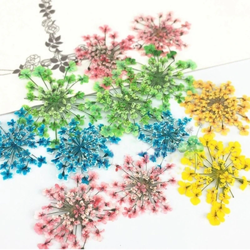 Real Pressed Flowers for DIY, Minoan Lace, Handmade Material, Specimens,14 Bags,168 PCs