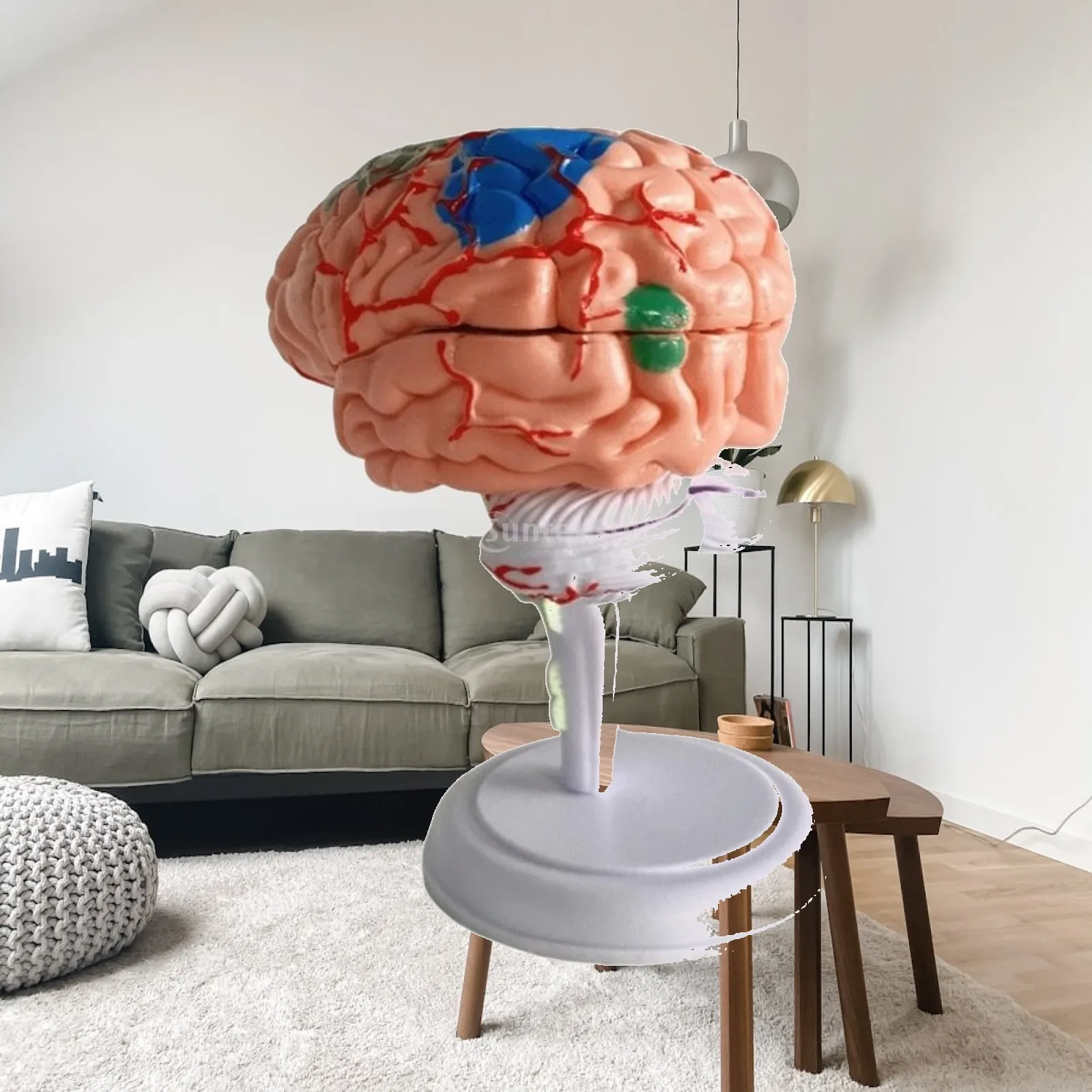 PVC Human Brain Model Anatomy Puzzle with Stand Color Coded 31 Parts for Neurology Students Brain Anatomical Model