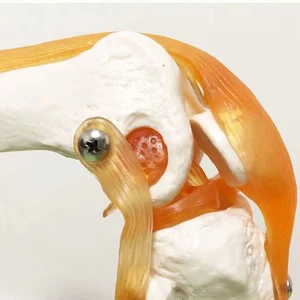 7 en çok satan, diz anatomisi-no. 8