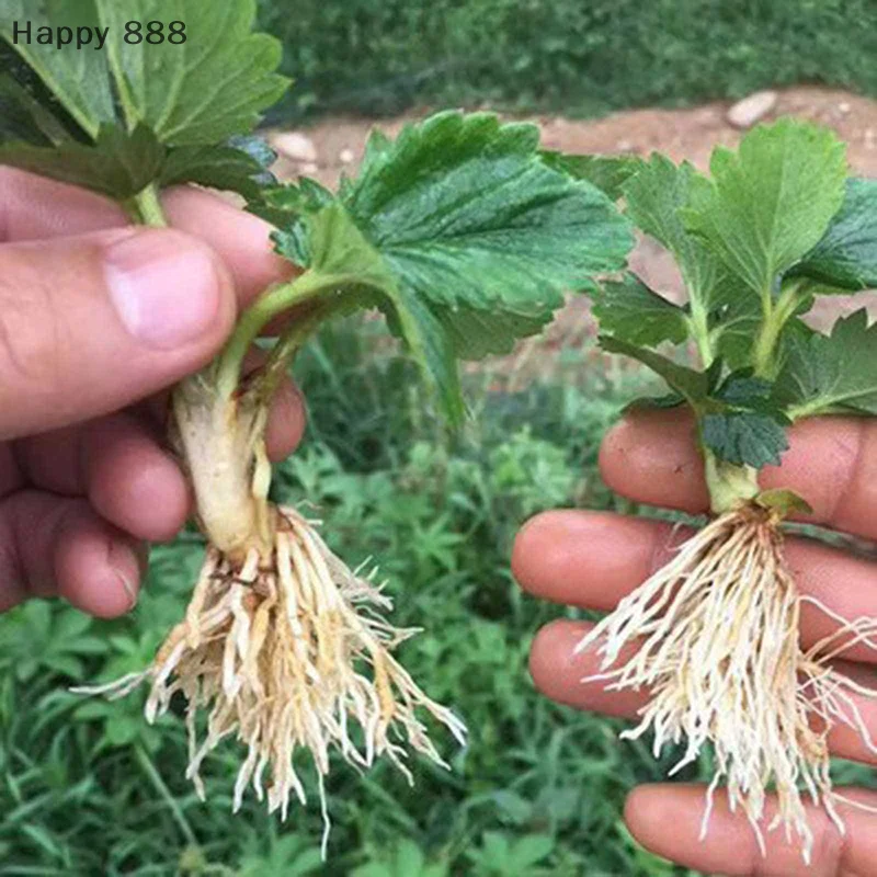 3 عبوات من مسحوق تأصيل 30 جرام - هرمون لتجذير أسرع، وتحسين القطع والبقاء على قيد الحياة والمزهرة