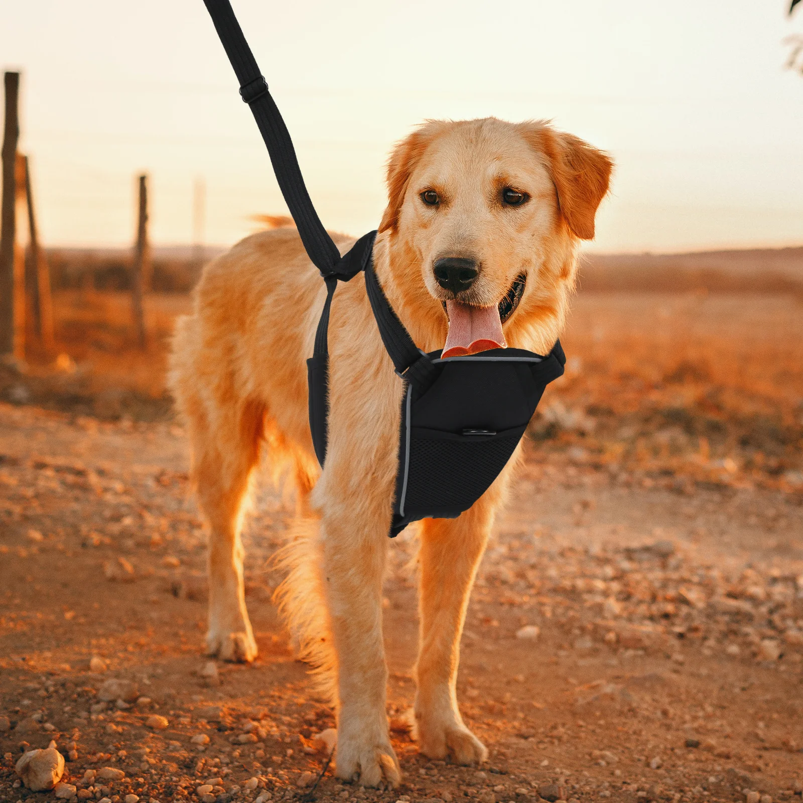 

Chest Strap Traction Rope Set Outdoor Accessories Pet Walking Harness Harnesses Dog Leash Belt for Crawl