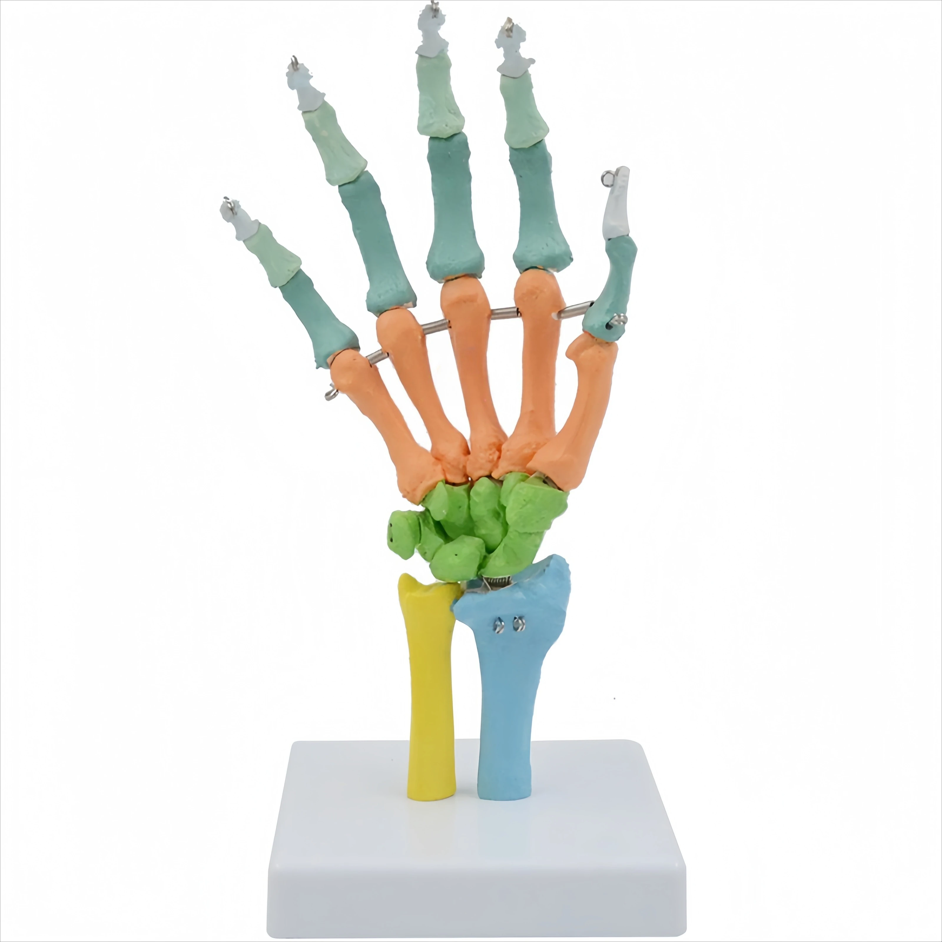 

A Novel 1:1 Hand Joint Model with Muscle Starting and Ending Points Hospital School Teaching Model