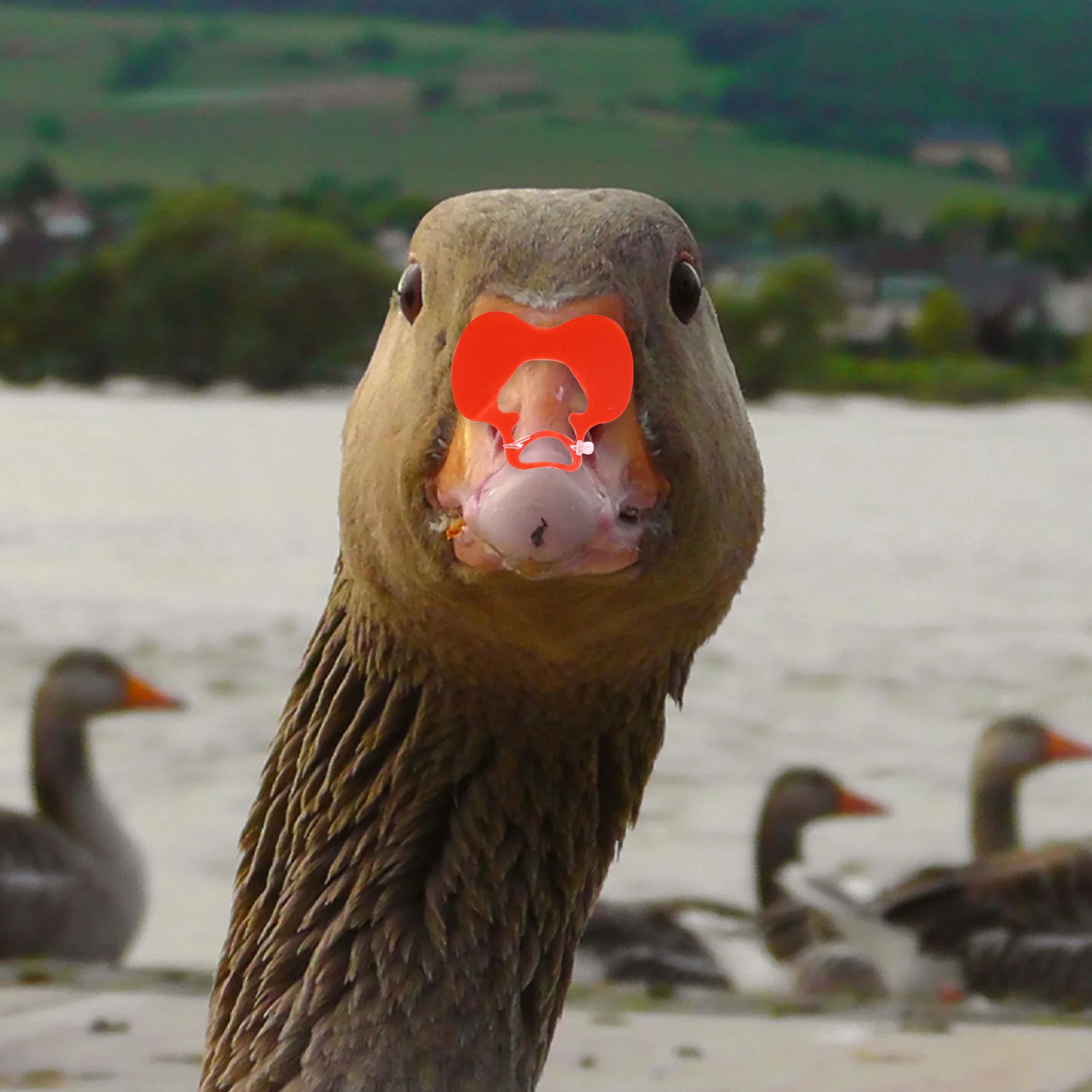 

50Pcs Anti-Pecking Glasses Large Plastic Goose Eye Mask Clip- Equipment Muscovy Poultry Protection Gear