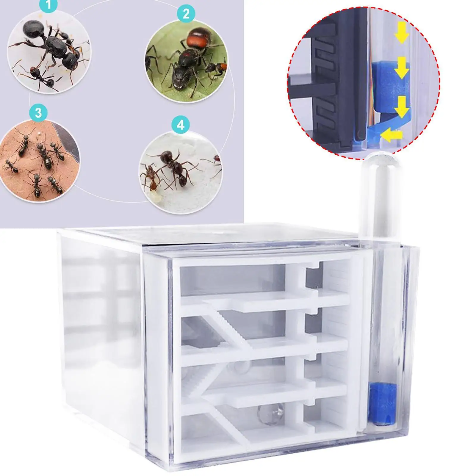 Ant Farm Habitat Di… - image