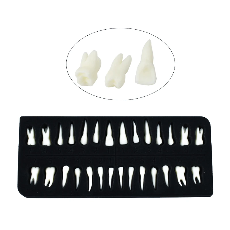 Modelo Dental / Monocromática / Dente Permanente Com Imitação Da Raiz 28full