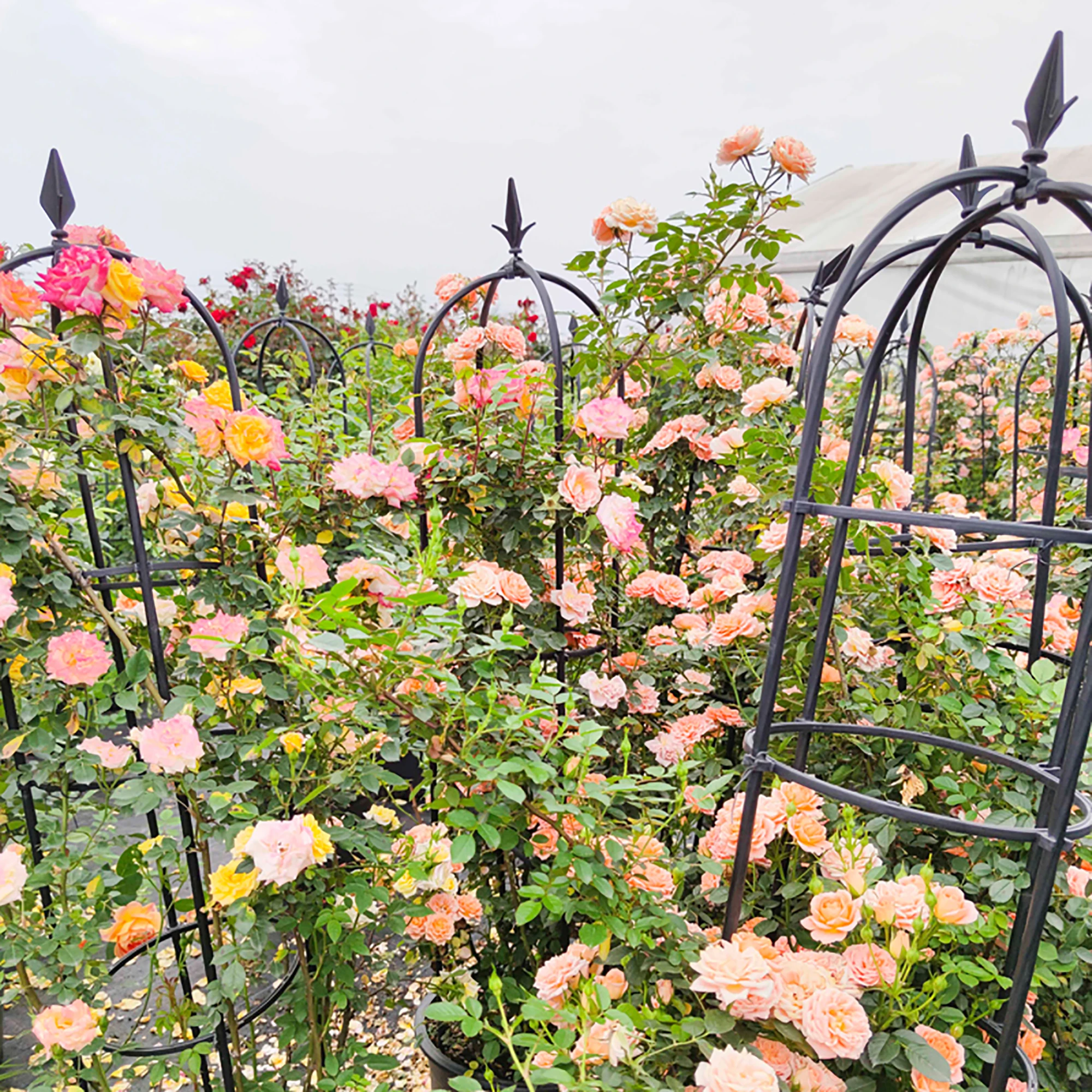 Roślina ogrodowa Obelisk Trellis roślina wsparcie dla wspinaczki winorośli kwiaty stoi wieża Trellis stojak na ogród i warzyw Patch