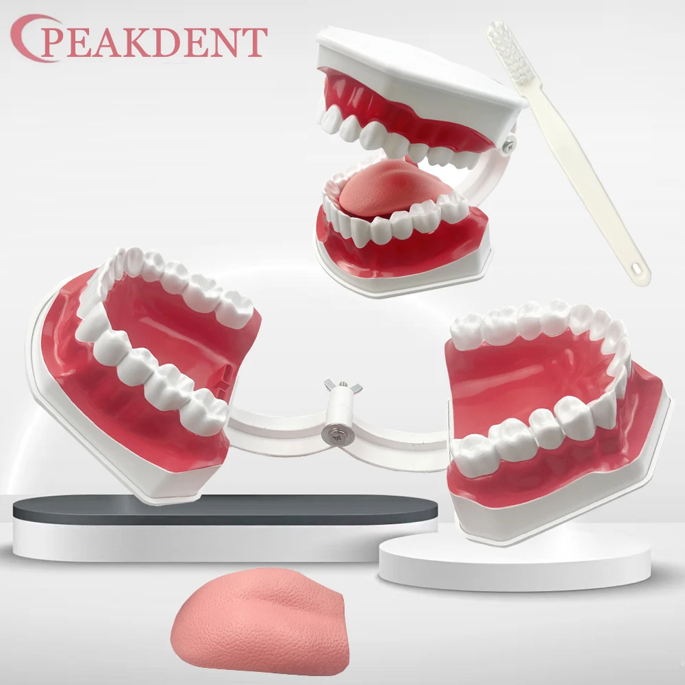

Dental Large Teeth Demonstration Model Typodont With Removable Tongue & Toothbrush for Teaching Studying Brushing Education