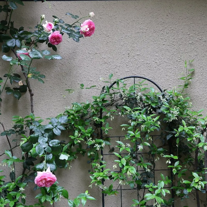 Courtyard Garden Clematis Ouyue Wrought Iron Climbing Vine Frame Flower Screen Curtain Flower Fence 2 pieces Free shipping