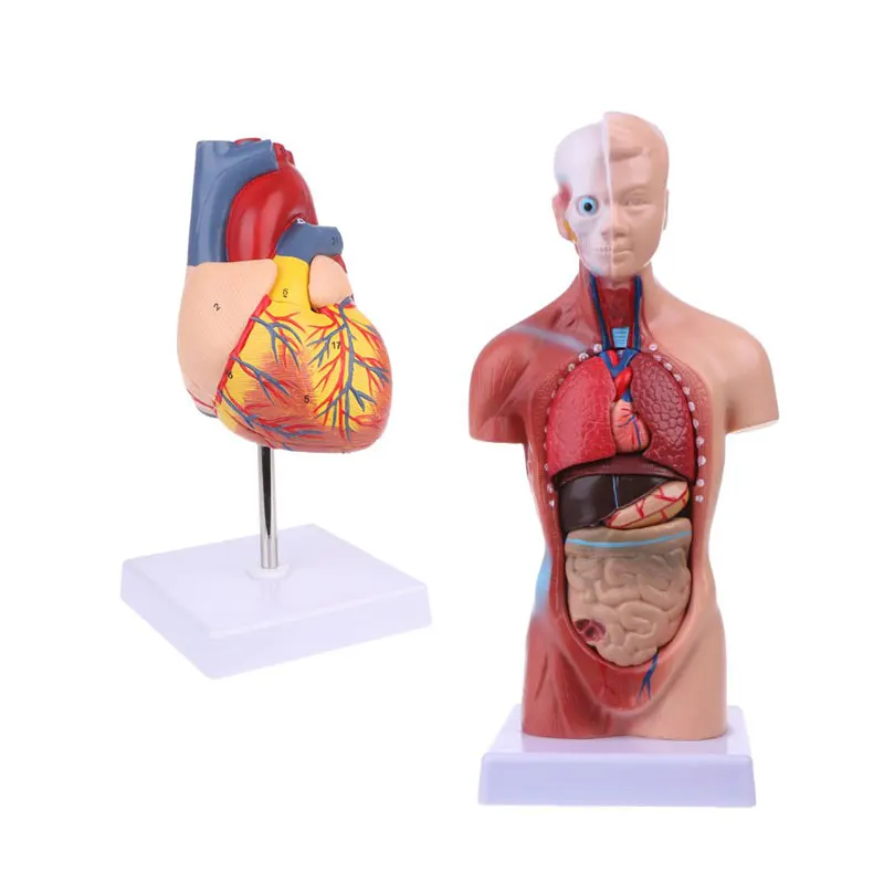 Medical props model Free postage Disassembled Anatomical Human Heart Model Anatomy Medical Teaching Tool