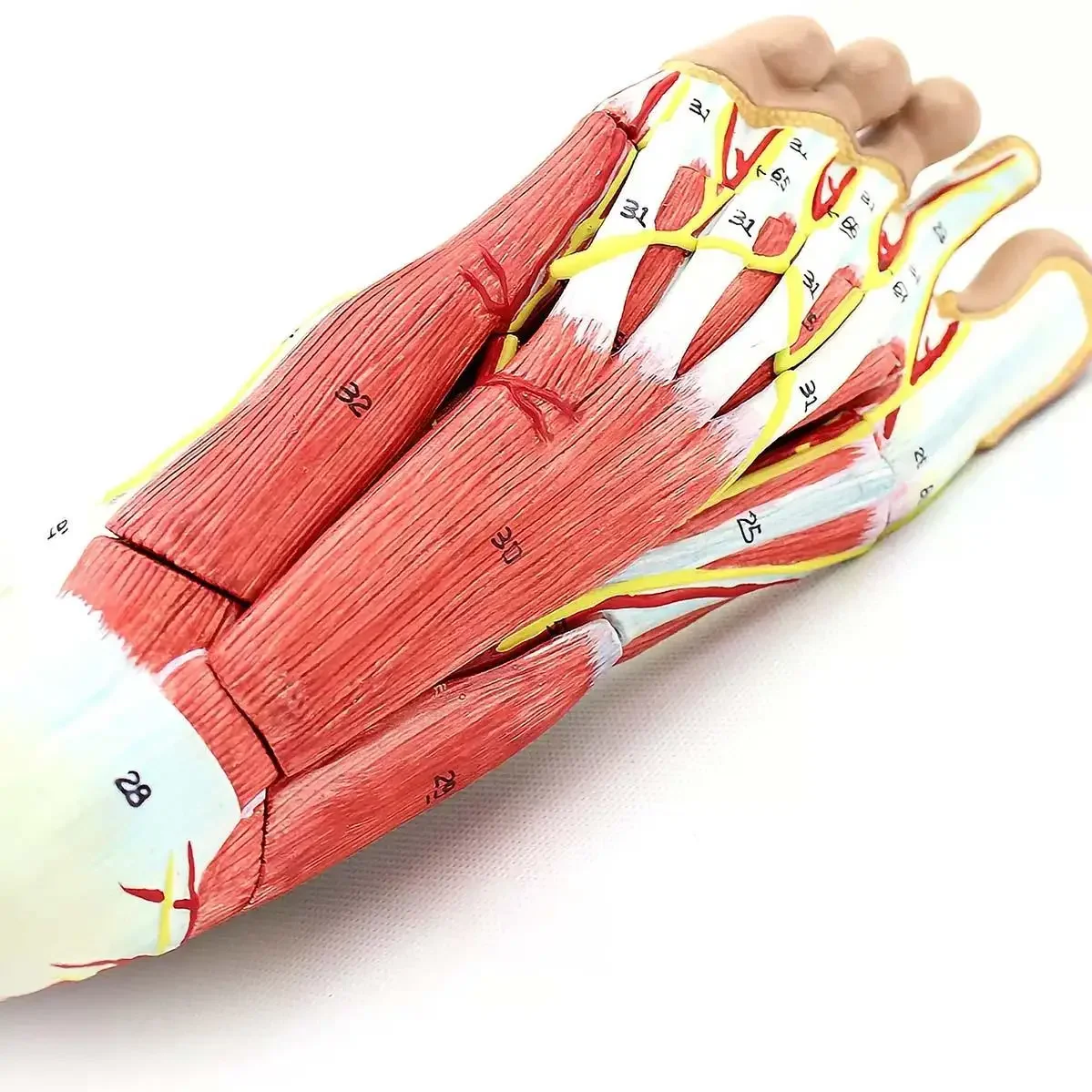 Modelos anatômicos médicos do modelo da anatomia do pé humano 9 partes do tamanho natural do PVC ensinando