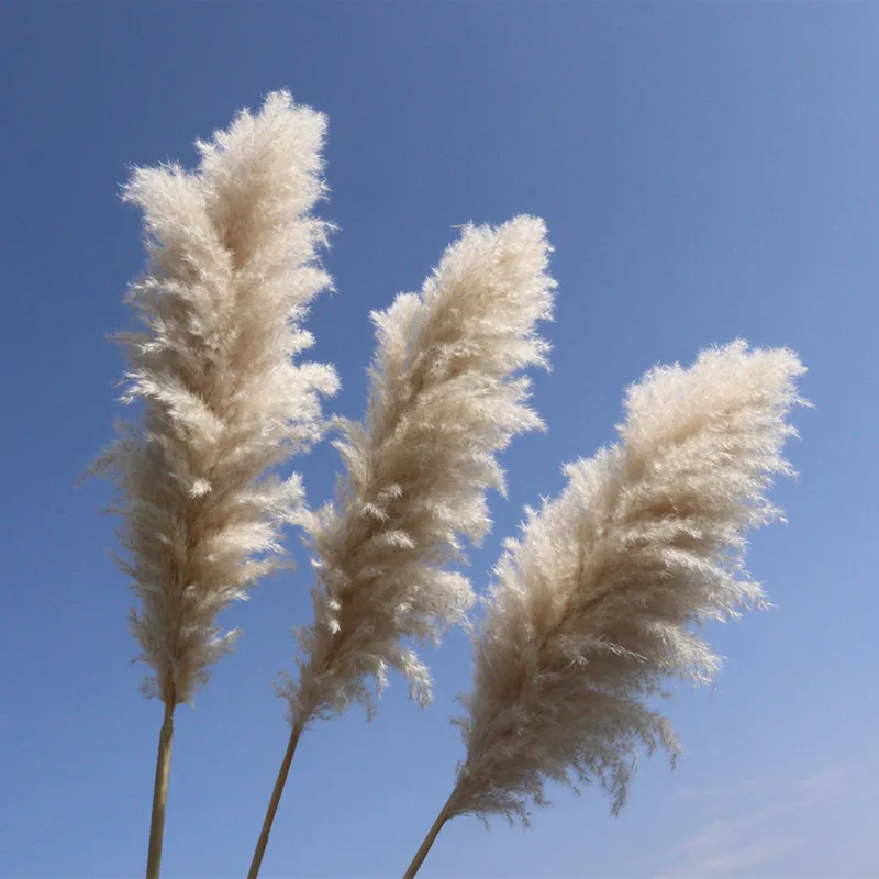 Colorful Natural Large Pampas Grass Fluffy Pampas Bouquet Boho Long Dried Flower Wedding Arch Decor Home Living Room Arrangement