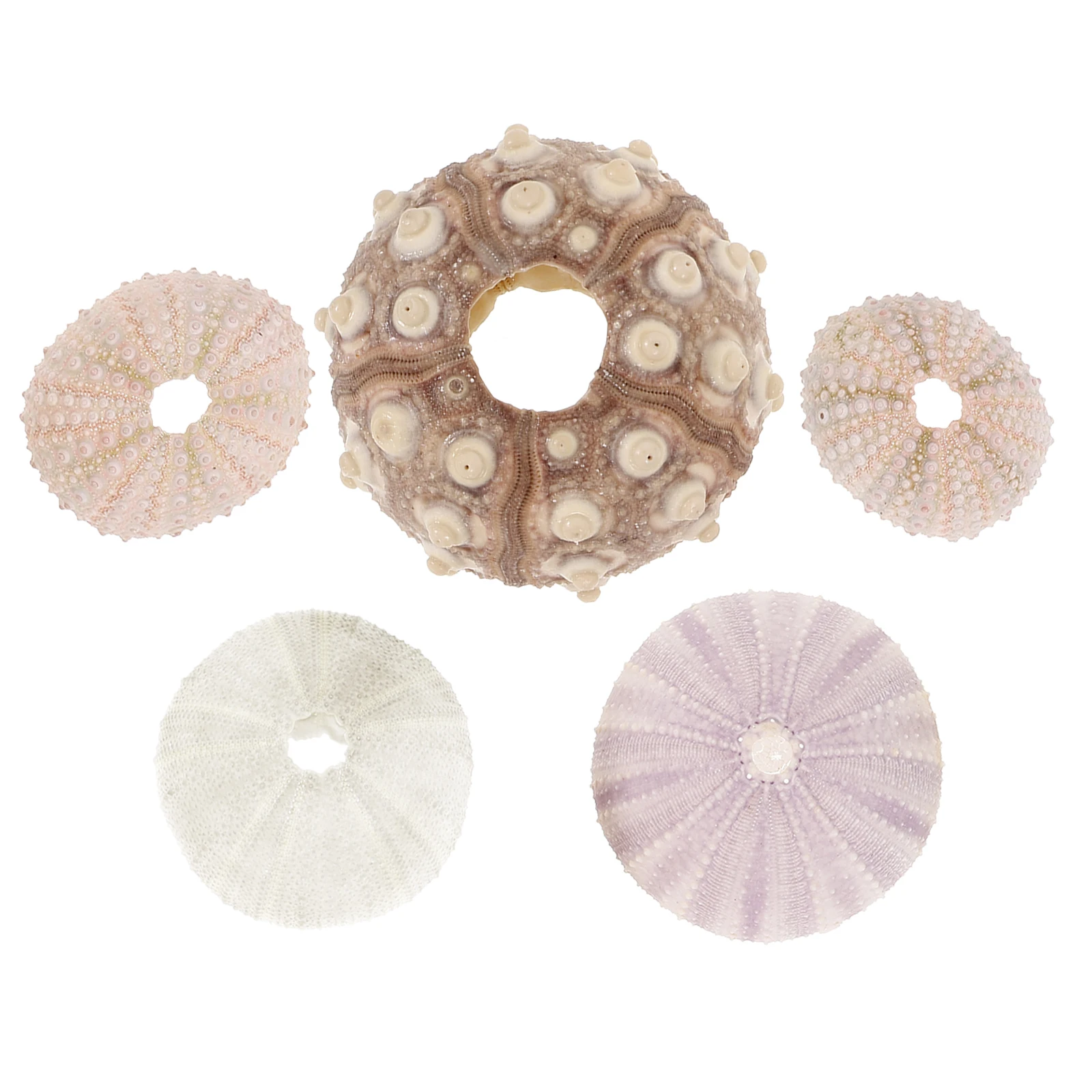 

5Pcs Sea Urchin Shell Natural Air Plant Planter Small Decorative Bonsai Pots for Home Aquarium Display Sea Urchin Shells