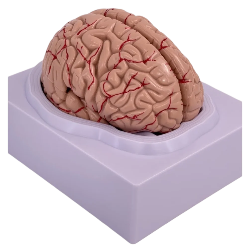 Human Brain Anatomical Model Colored Function Brain Region Models for Medical Teaching