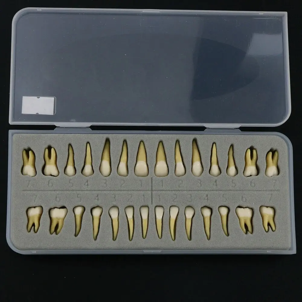 28PCS Dental 1:1 Permanent Teeth Teach Study Model Demo for Lab Education M7021 Dental Model