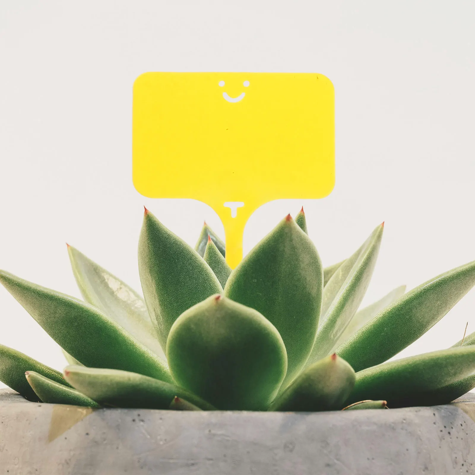 

50Pcs Plant Labels Plastic Garden Markers for Flowers Plant Classification Signs Garden Label Stakes Potted Plants Tags