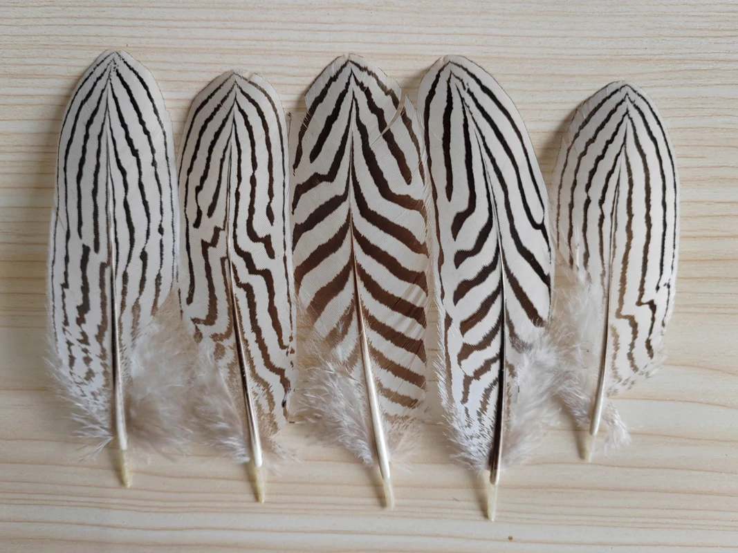 White Black Striped Silver Pheasant Quill Feathers, 100Pcs Natural Plumes for Headdress, Clothing Decor, Fly Tying, DIY Crafts