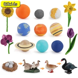 Modelo de planeta cósmico de simulación, animales, ciclo de crecimiento, flor, mariposa, pollo, ciclo de vida, figuras de acción, juguete educativo para niños, regalo