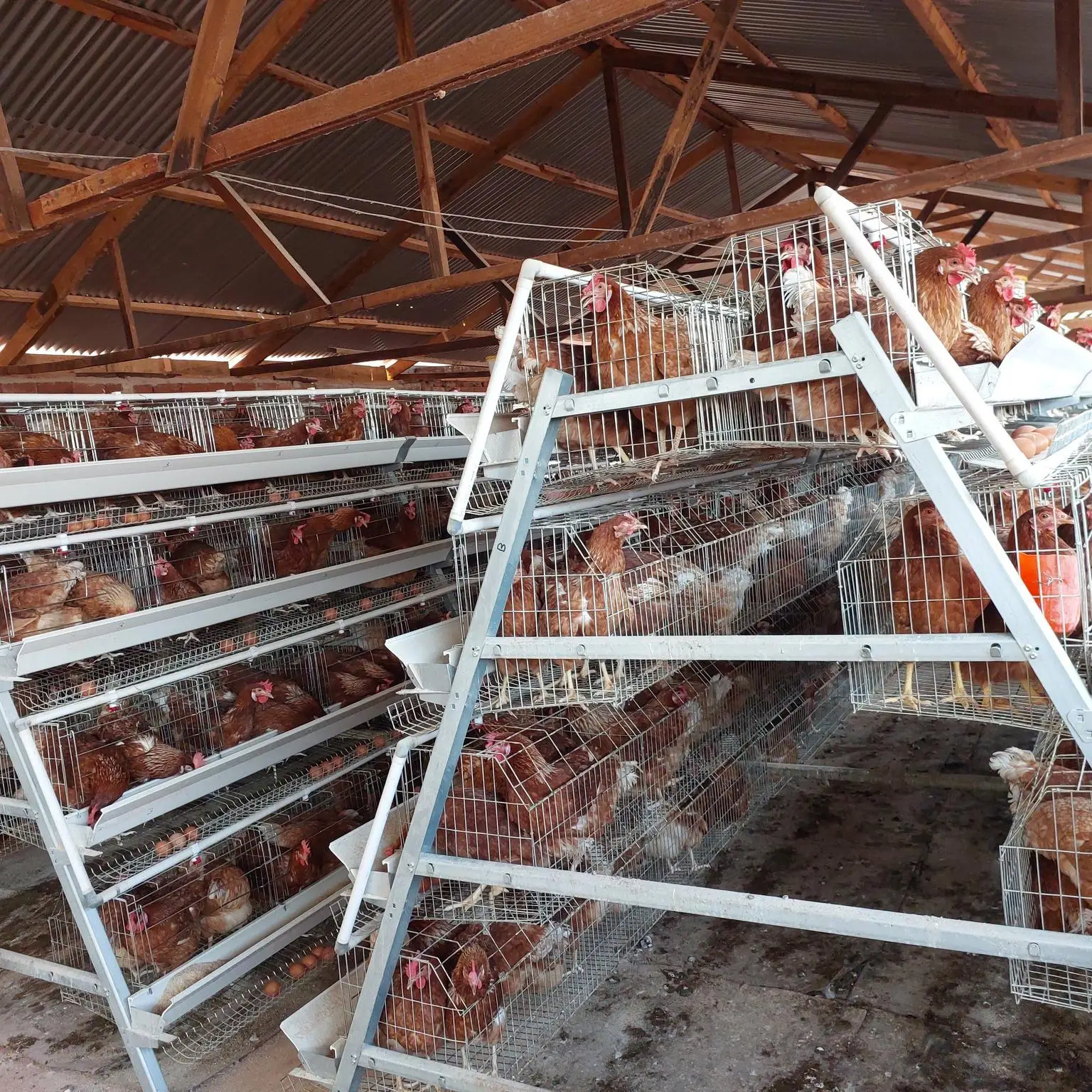 Uganda Manual Layer Cage System 120 Birds a Type Poultry Cage Equipment for Small Farm Egg Production Hot Dip Galvanized 3 Tier