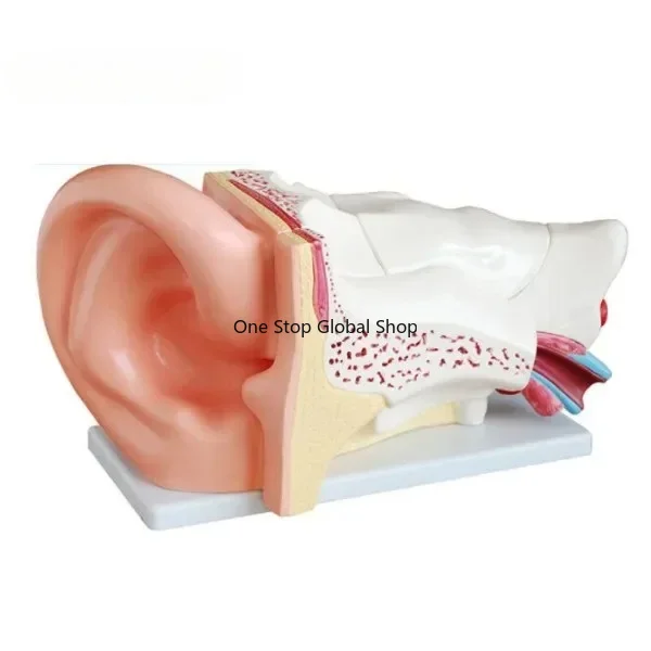 2025.4 New Big Ear Anatomical Model