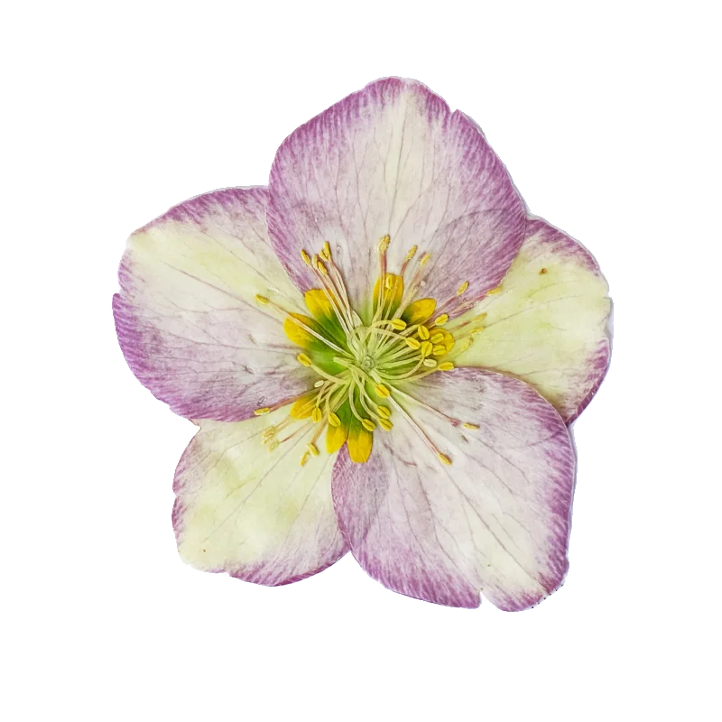 Natur gepresster Blumenkopf, großes trockenes Blütenblatt, DIY Tropfkleber, Tischlampen, Aromatherapie, Handyhülle, Festival-Lesezeichen, 6–8 cm/2 Stück – Detail 4