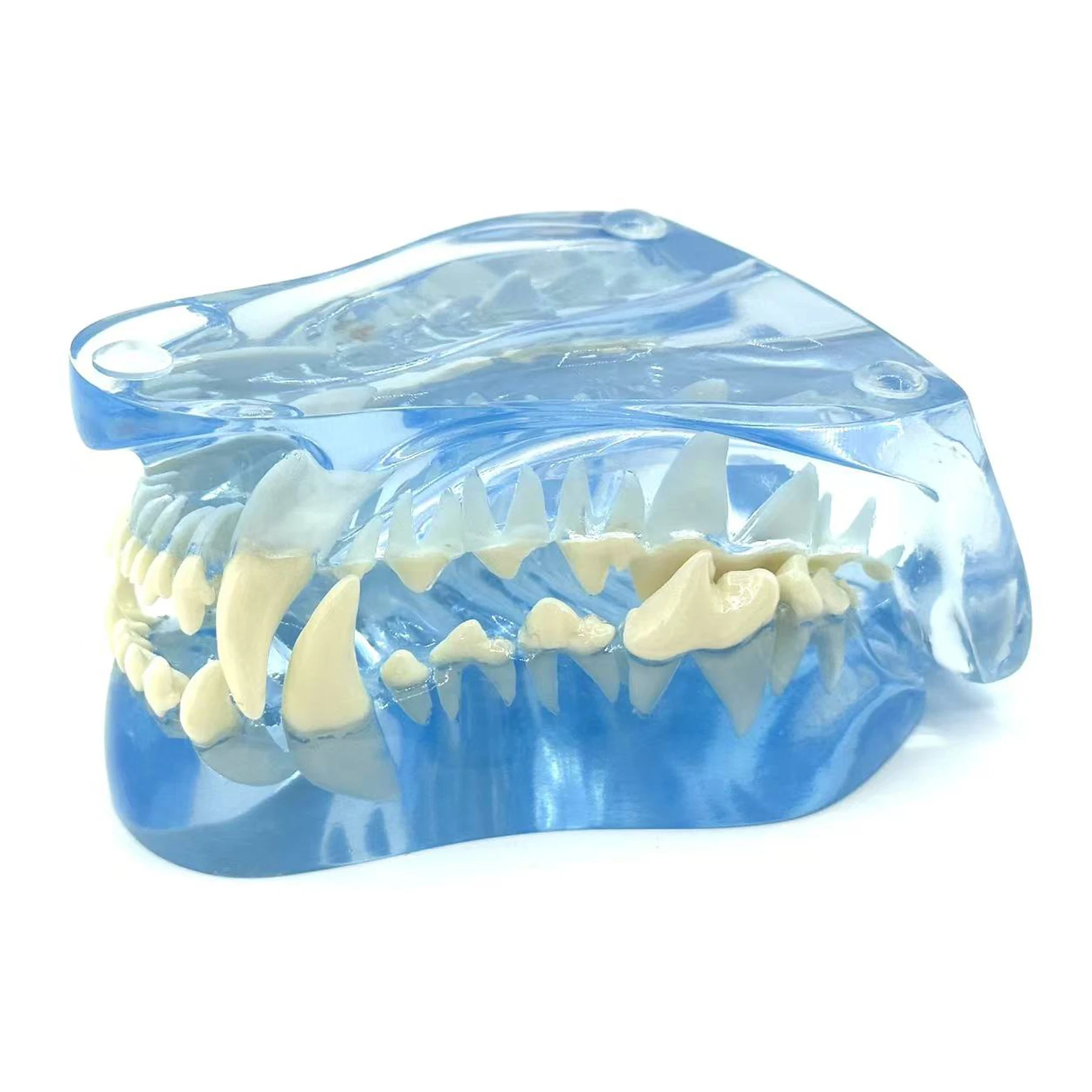 Blue Transparent Canine Dog Teeth Model Veterinary Education Demo Animal Oral Anatomical Study Office Decoration Gift