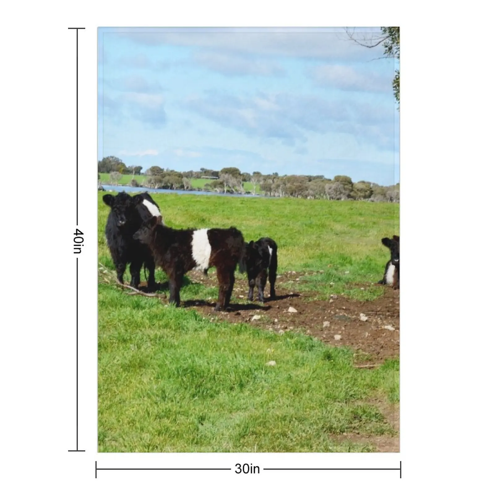 Belted Galloway Cows And Calves, Throw Blanket Hairys For Decorative Sofa Sleeping Bag Plaid Blankets