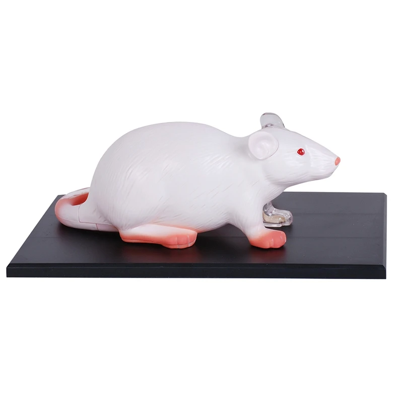 A96I-29 Parts White Mouse 4D Master Animal Anatomy Model Detachable Organs Body  Science Educational DIY Toys Gift