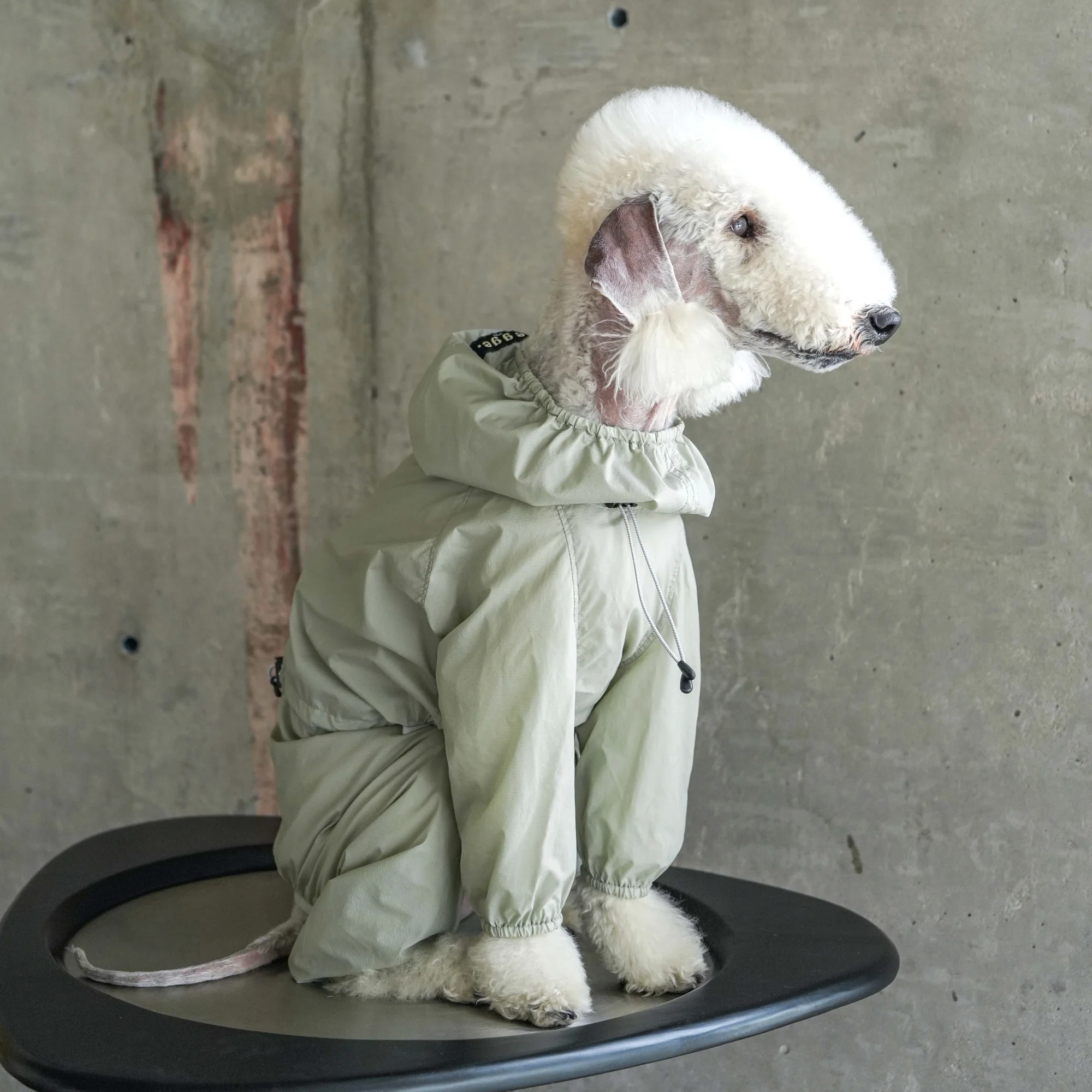 UPF50+ Traje de piel ligera para Bedlington Abrigo con capucha de verano transpirable y delgado protector solar para galgo italiano Mid Dogs Chaqueta a prueba de viento