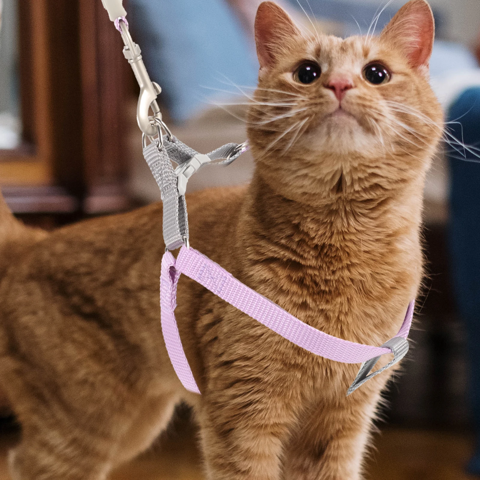 

Cat Leash Set Escape Proof Adjustable Polyester Sturdy for Small Kitten Large Cats Pet Flexible Walking