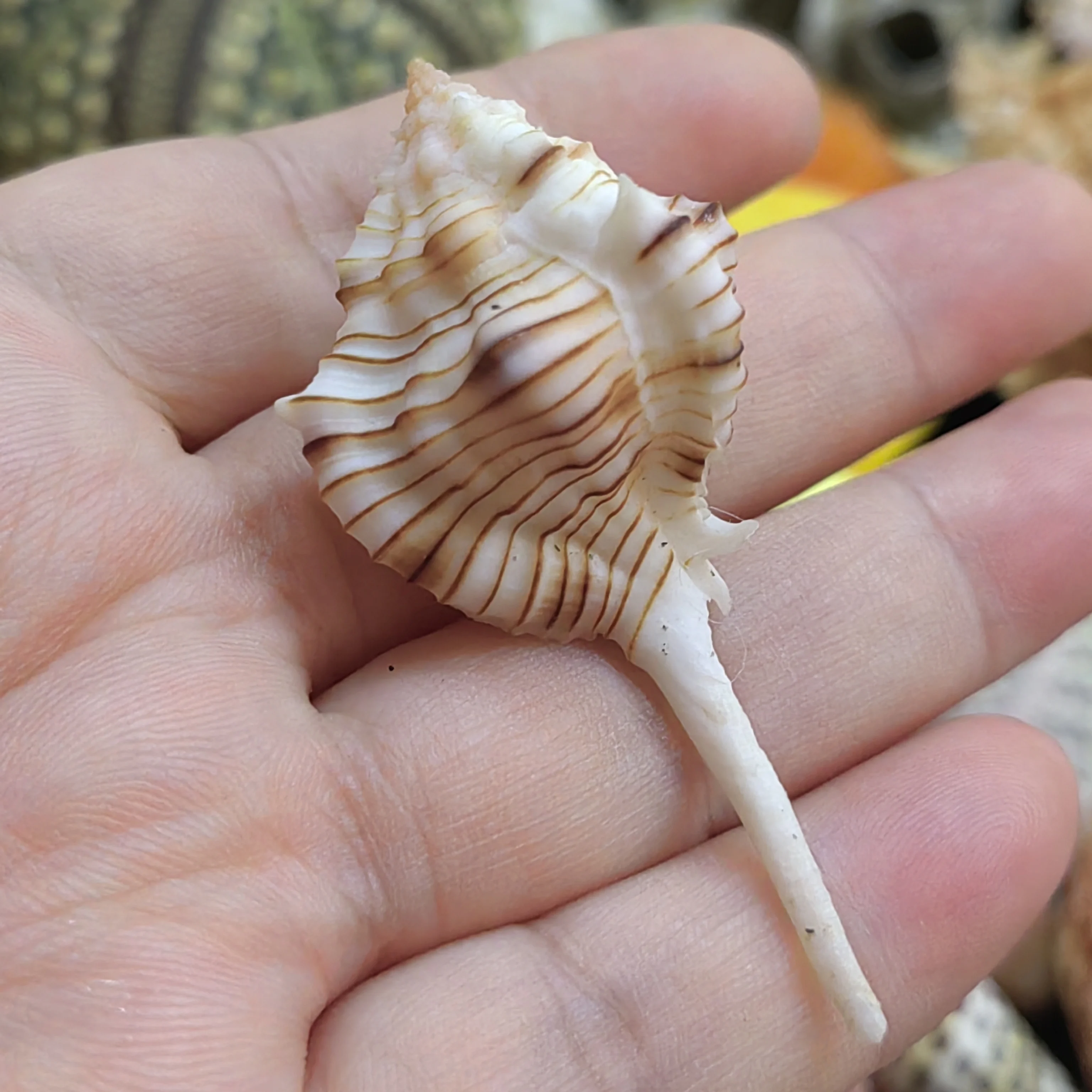 Rare Shell Conch Deep Conch Fish Tank Landscaping Handicraft Specimen Decorations Seashells Beach Decor Nautical Home Decor