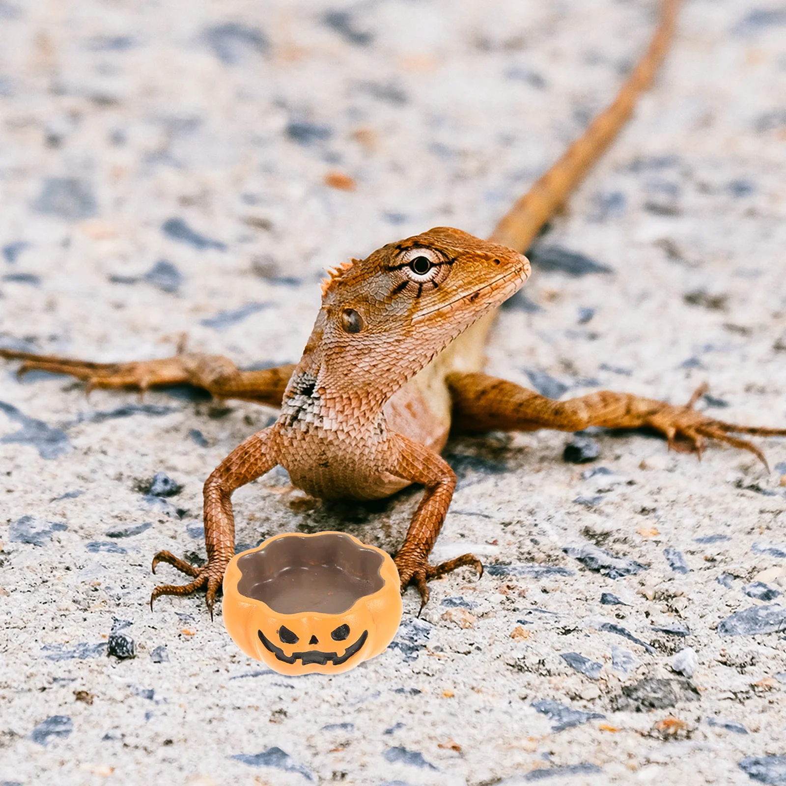 

Resin Reptile Water Bowl Food Dish Stable Non-Toxic Pumpkin Shape Feeder for Tortoise Lizard Snake Hamster Small Reptile Food