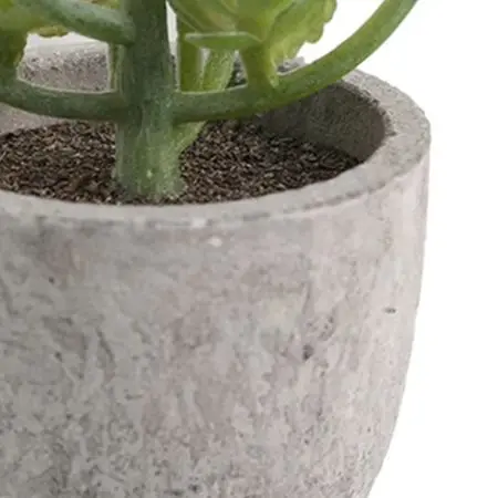 for stunning Variegated Succulents for Indoor Decoration Easy Care Air Purifying Plants for Home and Office Spaces