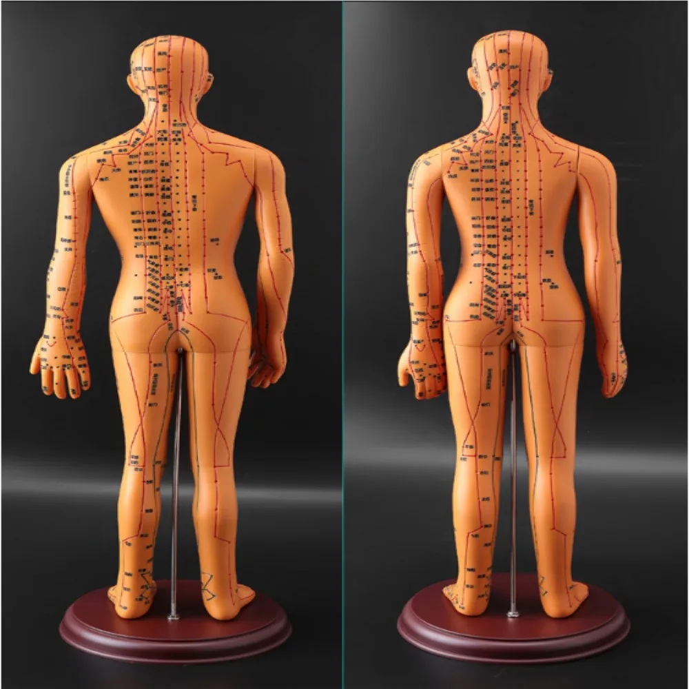 52CM Soft Human Body Acupuncture Model Man/Woman Meridians Model Chinese Medicine Teaching Medical Education Appliances 2Color view 3