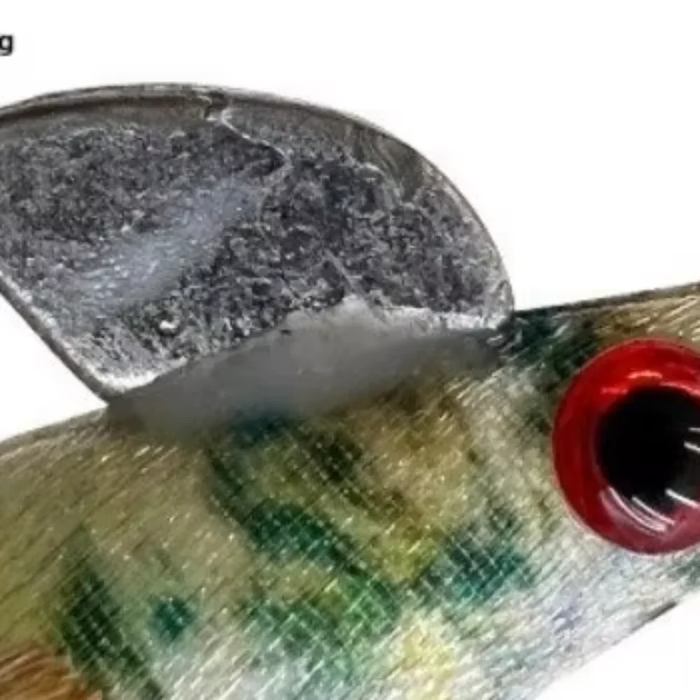 Cuttlefish 1.5# Squ… - image