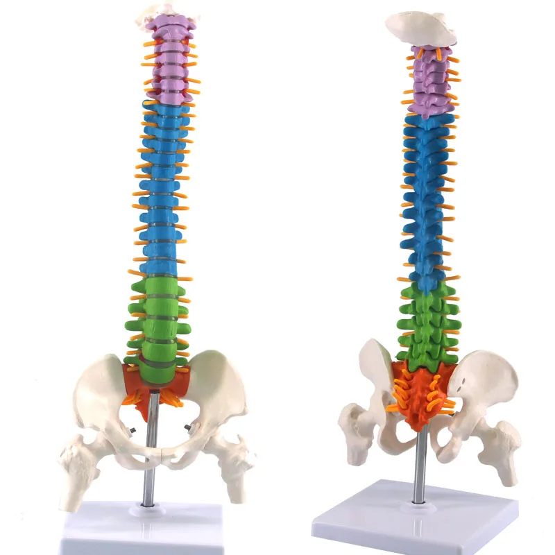 Colonna vertebrale umana con modello di anatomia pelvica 45cm scienza medica insegnamento biologia risorse per neurochirurgia modelli anatomici