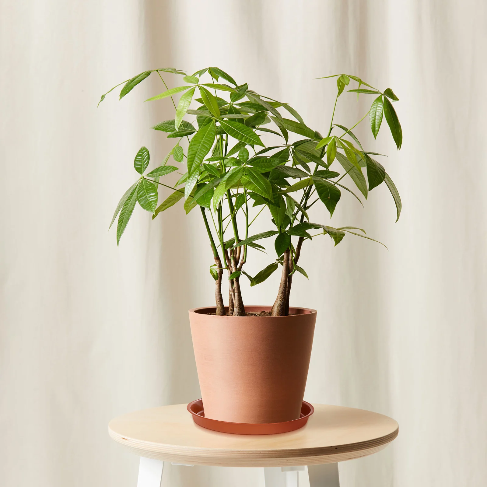 

10pcs Flower Pot Tray Plant Saucers for Indoor Small Succulent Pots Premium Material Sturdy Durable Heat Resistant Protect