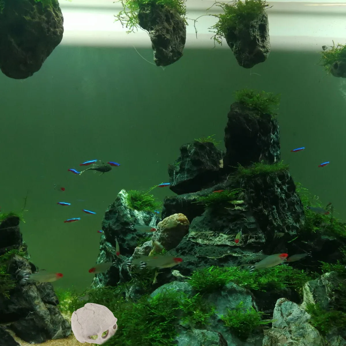 

Resin Skull Aquarium Fish Tank Habitat Prop Durable Natural Design Reptile Decor Gift Fish Tank Skull Aquarium Habitat