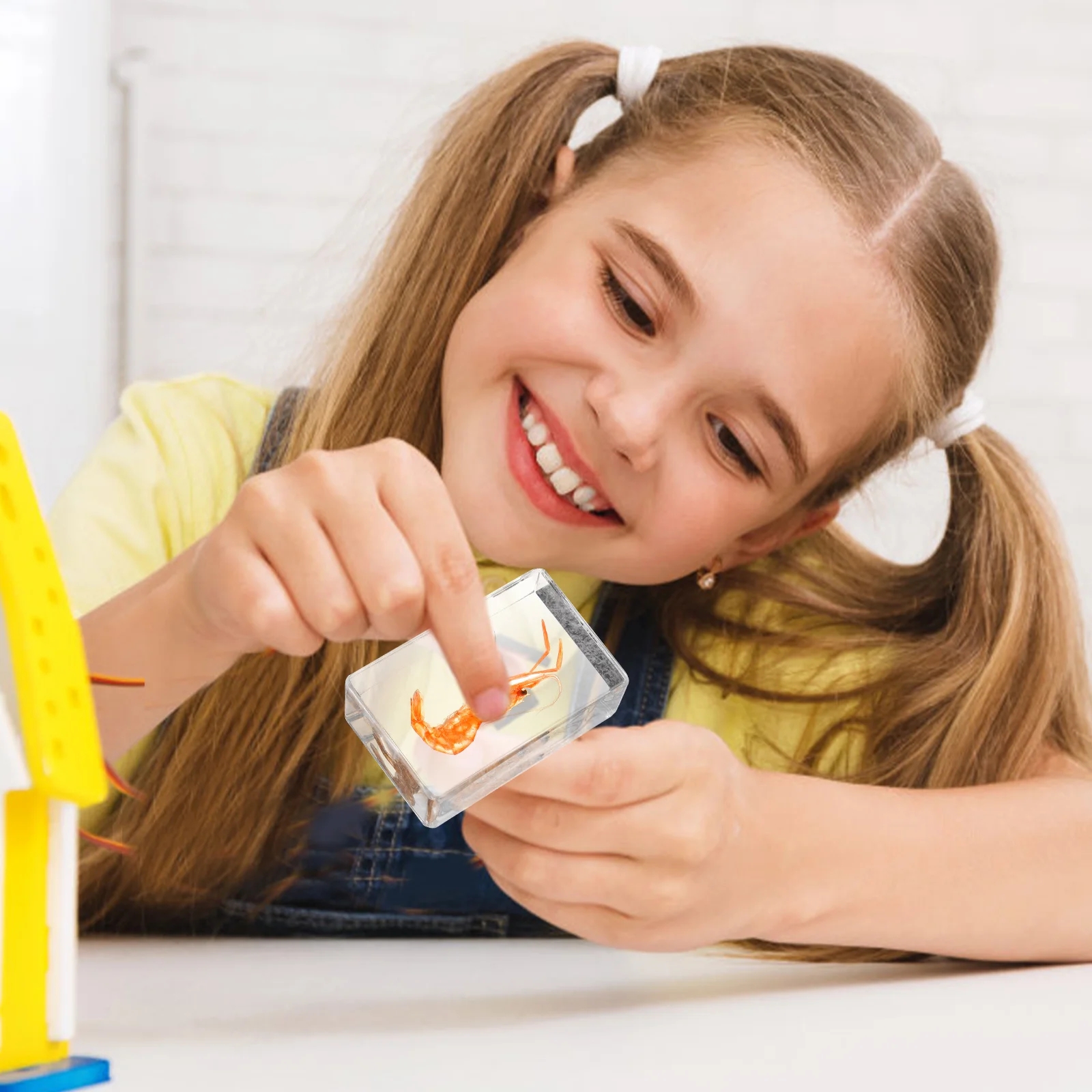 

Shrimp Specimen Paperweight Decoration Crafts Collection Educational Lightweight Portable Stylish Medical Teaching Tools