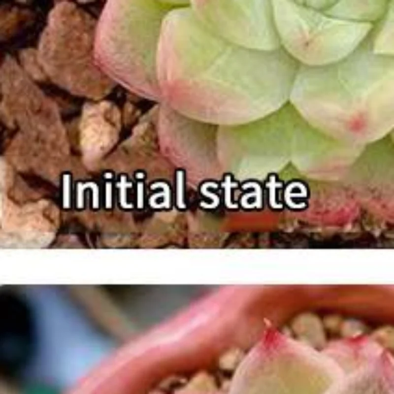 Usb Led Plant Grow …