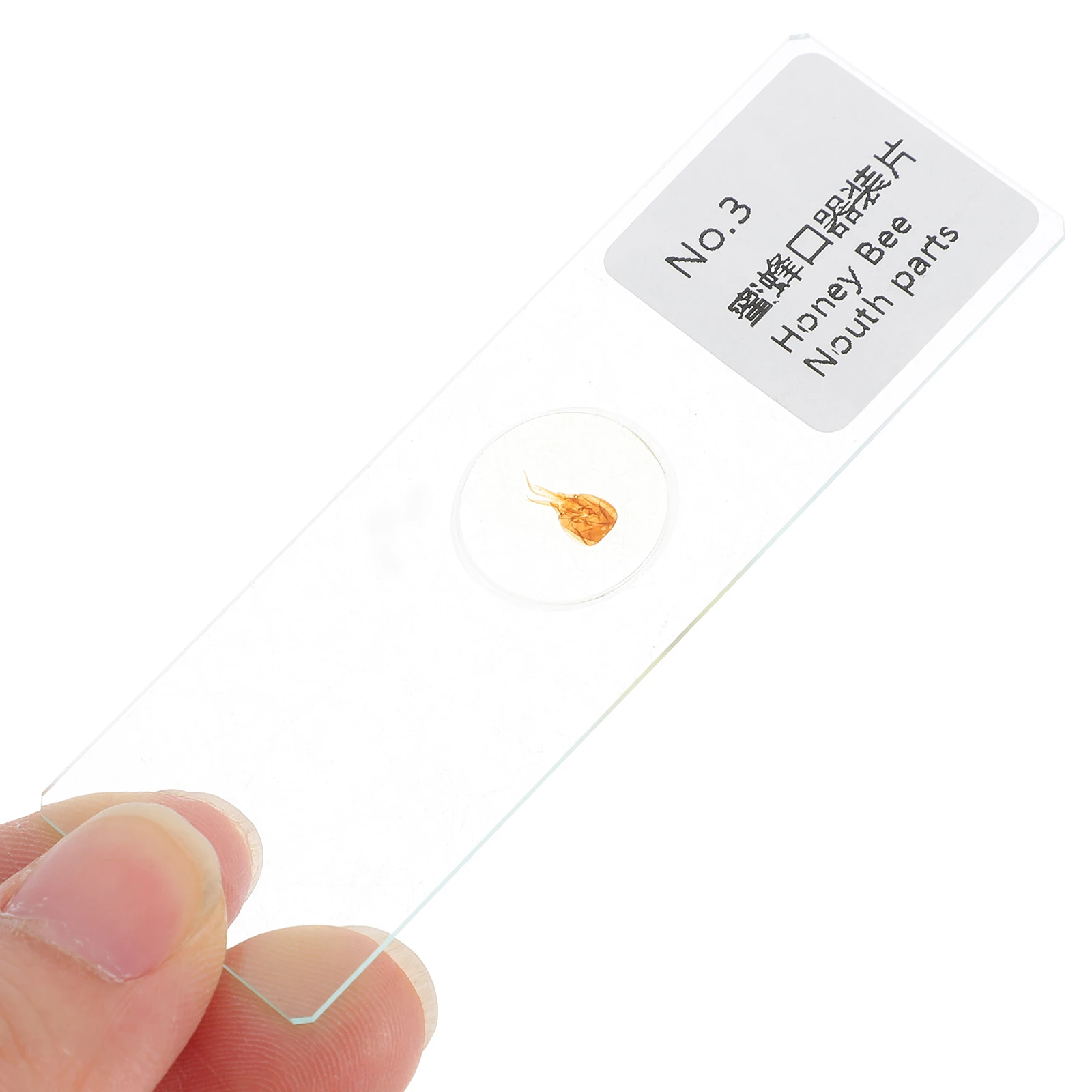 10 pçs inseto espécime slides microscópio para crianças biologia educacional ciências sala de aula ferramentas preparadas seguro portátil leve