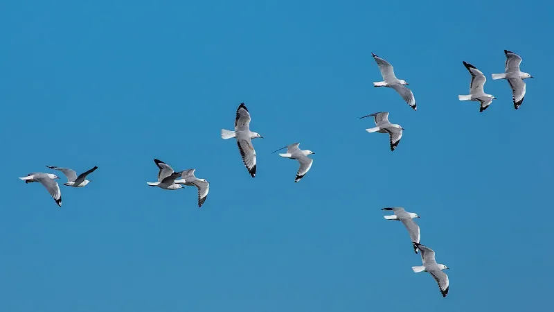 

9207E 1:10 4WD RC Off-Roader — 2,4G, 55 км/ч, бесщеточный, RTR для детей 14+ лет