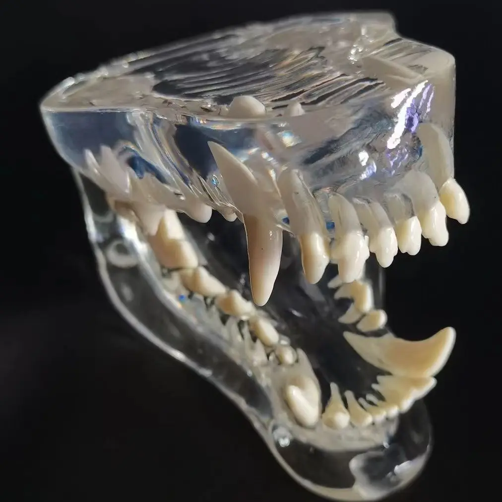 Animal bones Animal models Veterinary teaching instrument Transparent model of cat's teeth free shipping