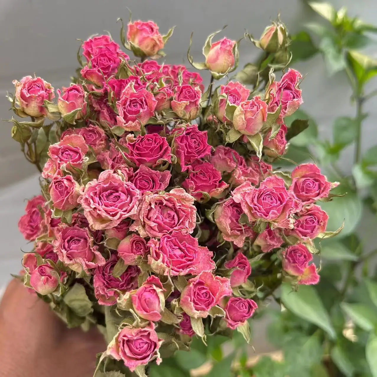 Thumbnail 3 - #50 Trending Dried Flowers Right Now