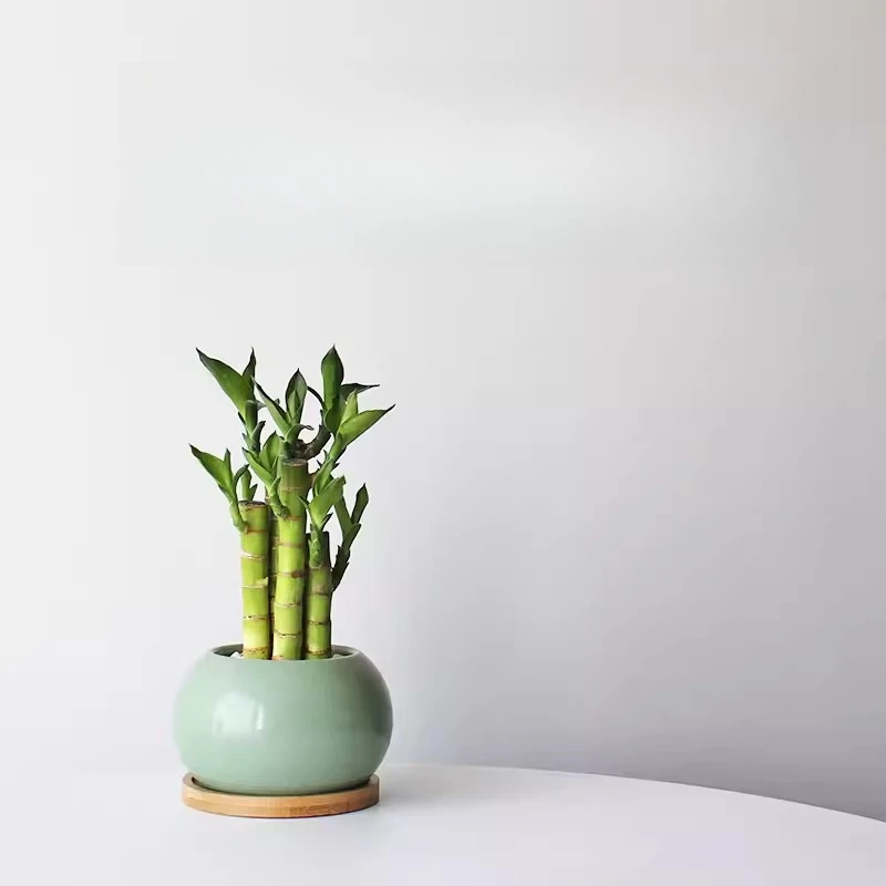 

Богатый на бамбуковый листья миниатюрный комнатный растение в горшке для офисного стола