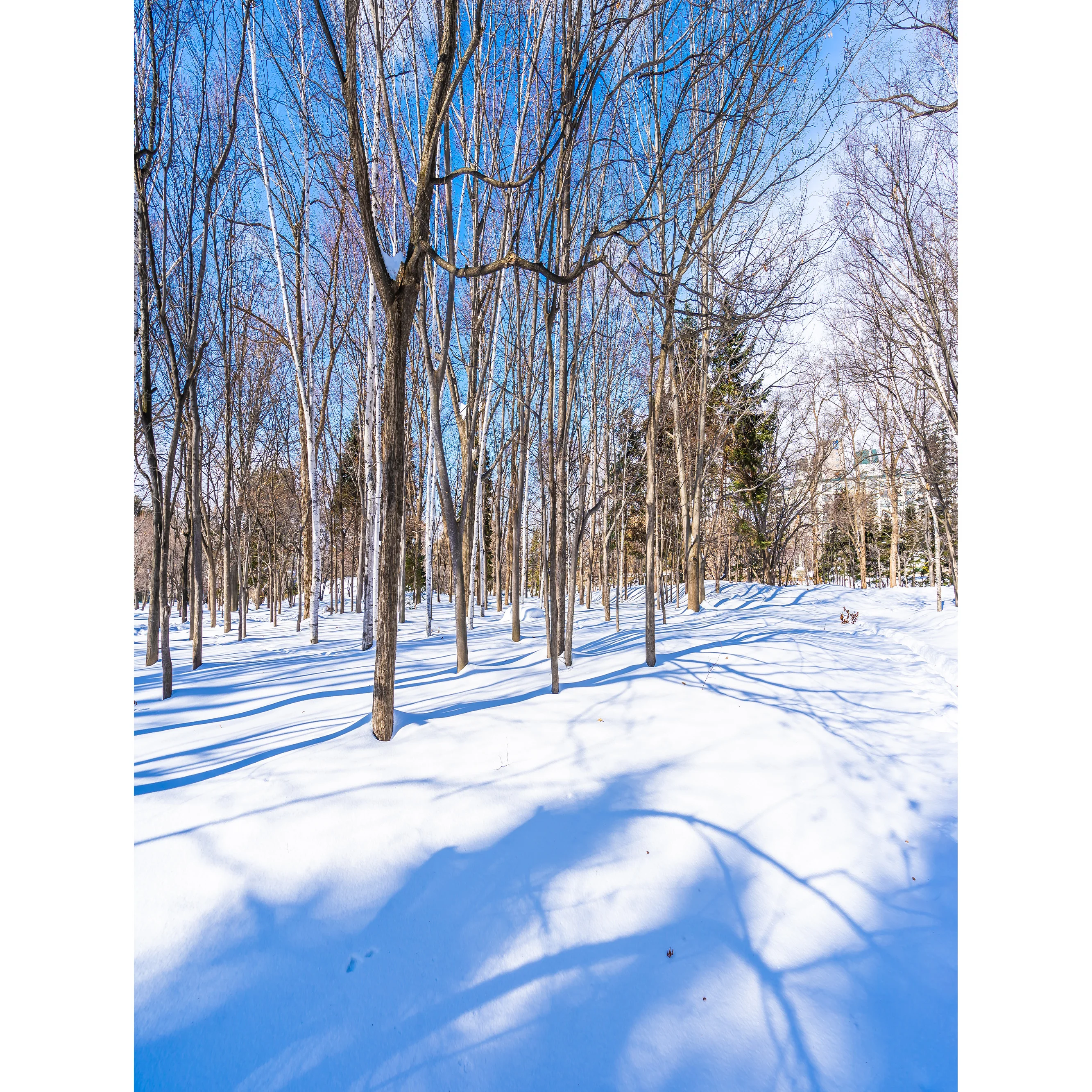 XD-13พื้นหลังรูปต้นไม้เกล็ดหิมะป่าหิมะสำหรับฤดูหนาวภาพพื้นหลังเบลอภาพภูมิทัศน์